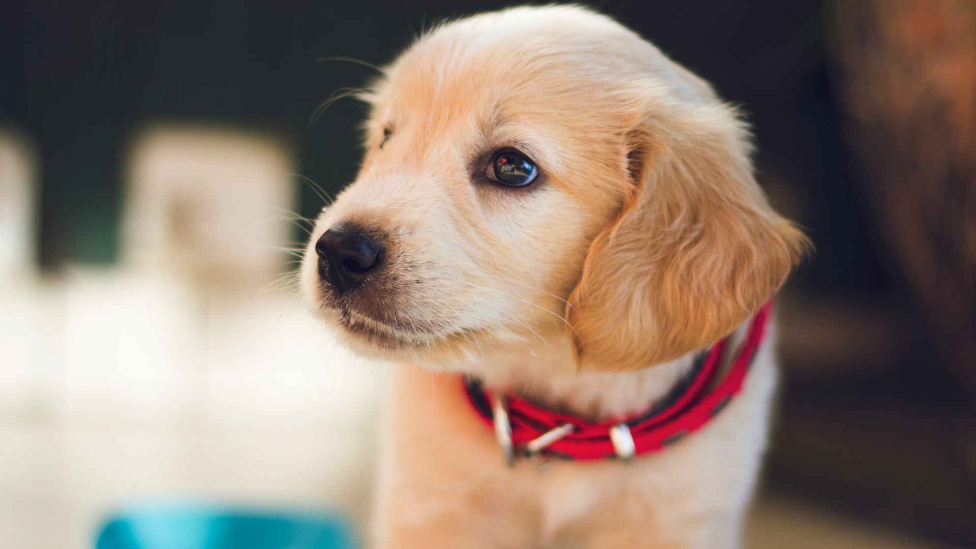 selective focus photography of short-coated brown puppy facing right side