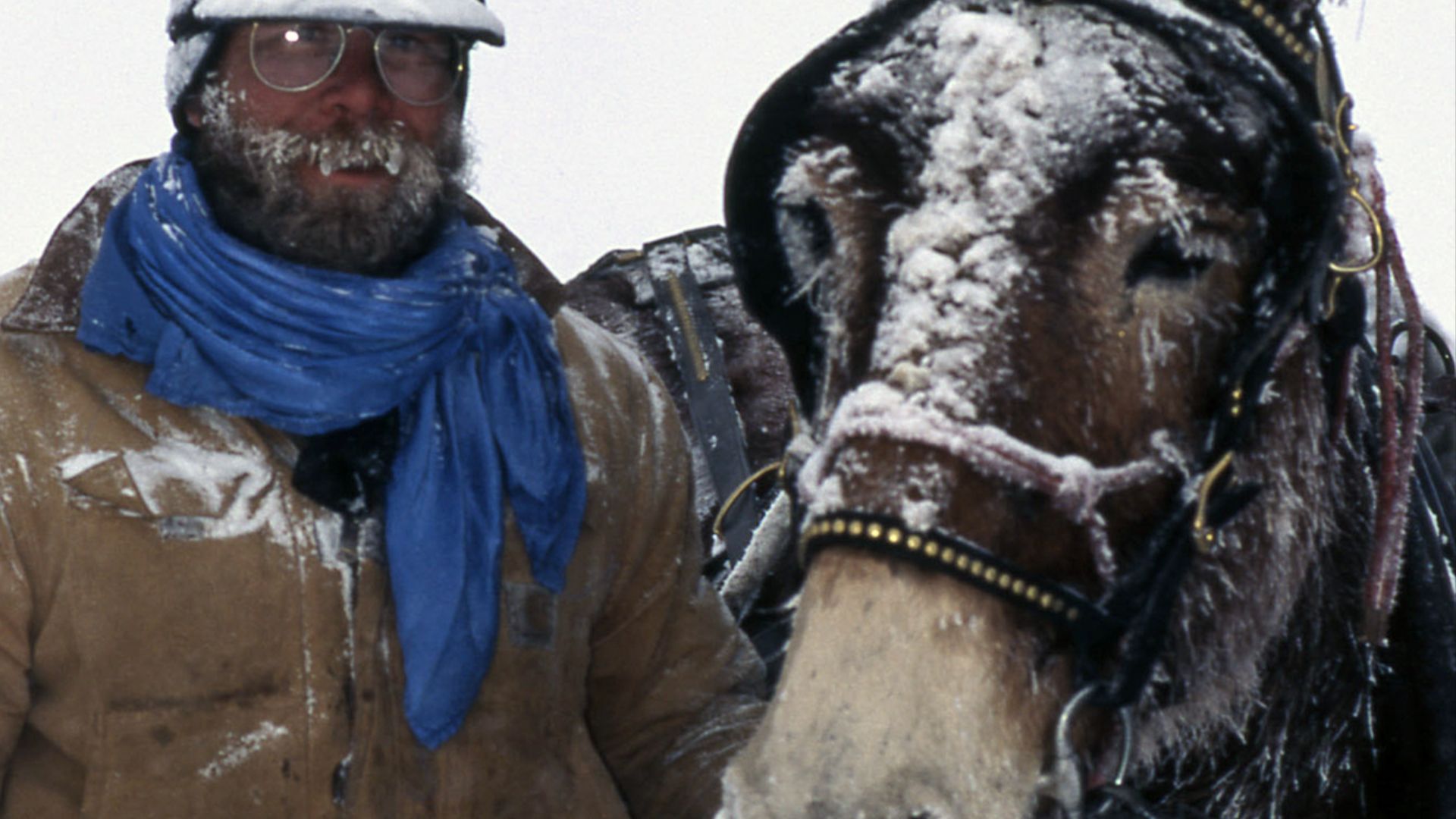 File:Wrangler, Ben Cunningham, and Billy, the mule, taking food to wolf pen in strong wind and -25 degrees F (16241258325).jpg