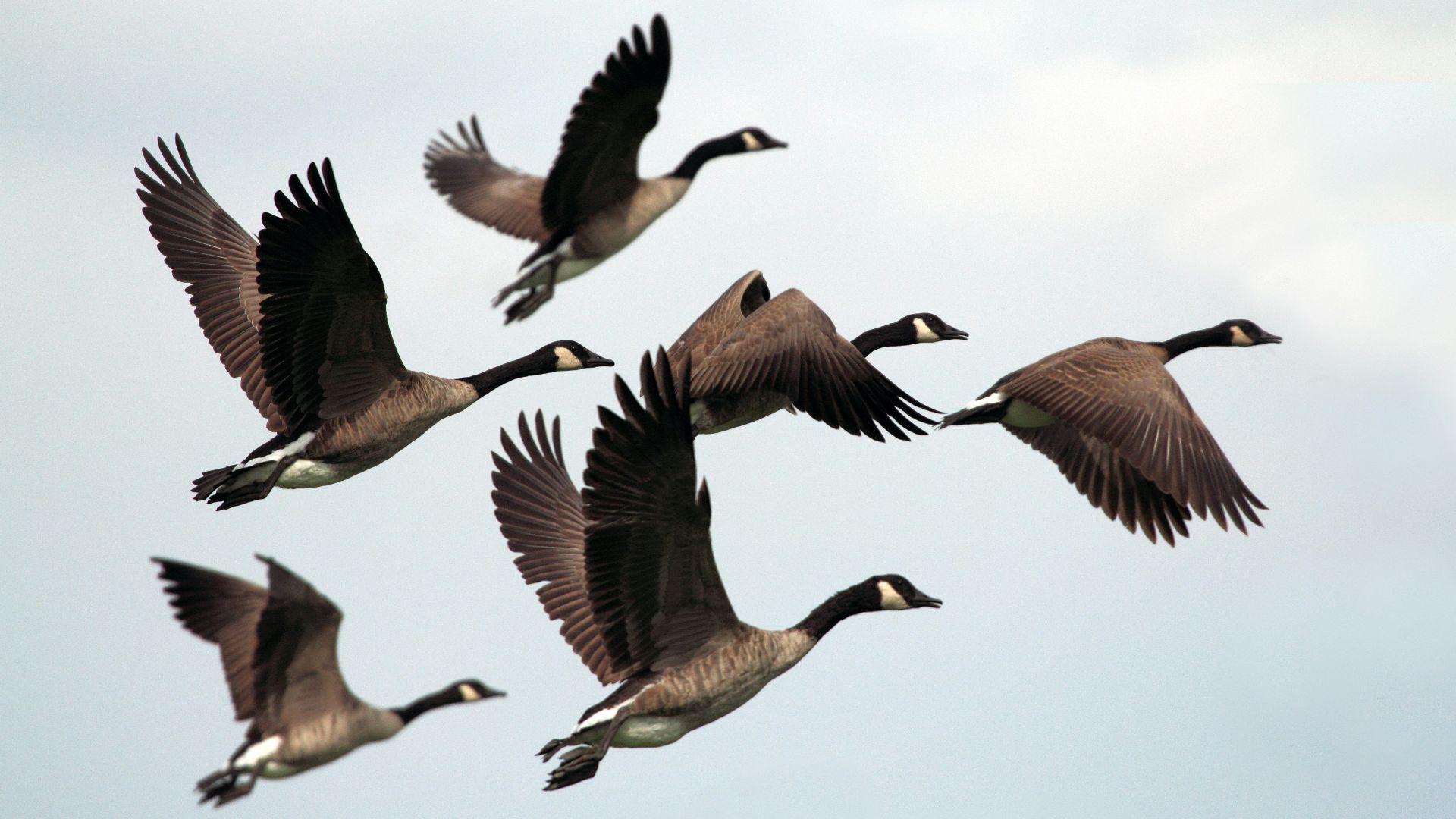 gray-and-black mallard ducks flying during day time