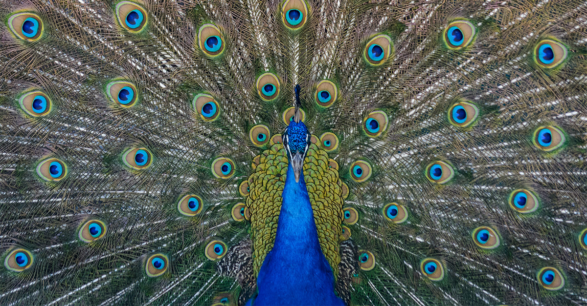 The strangest creature you'll ever find: two eyes in front and many many more behind. What is it?