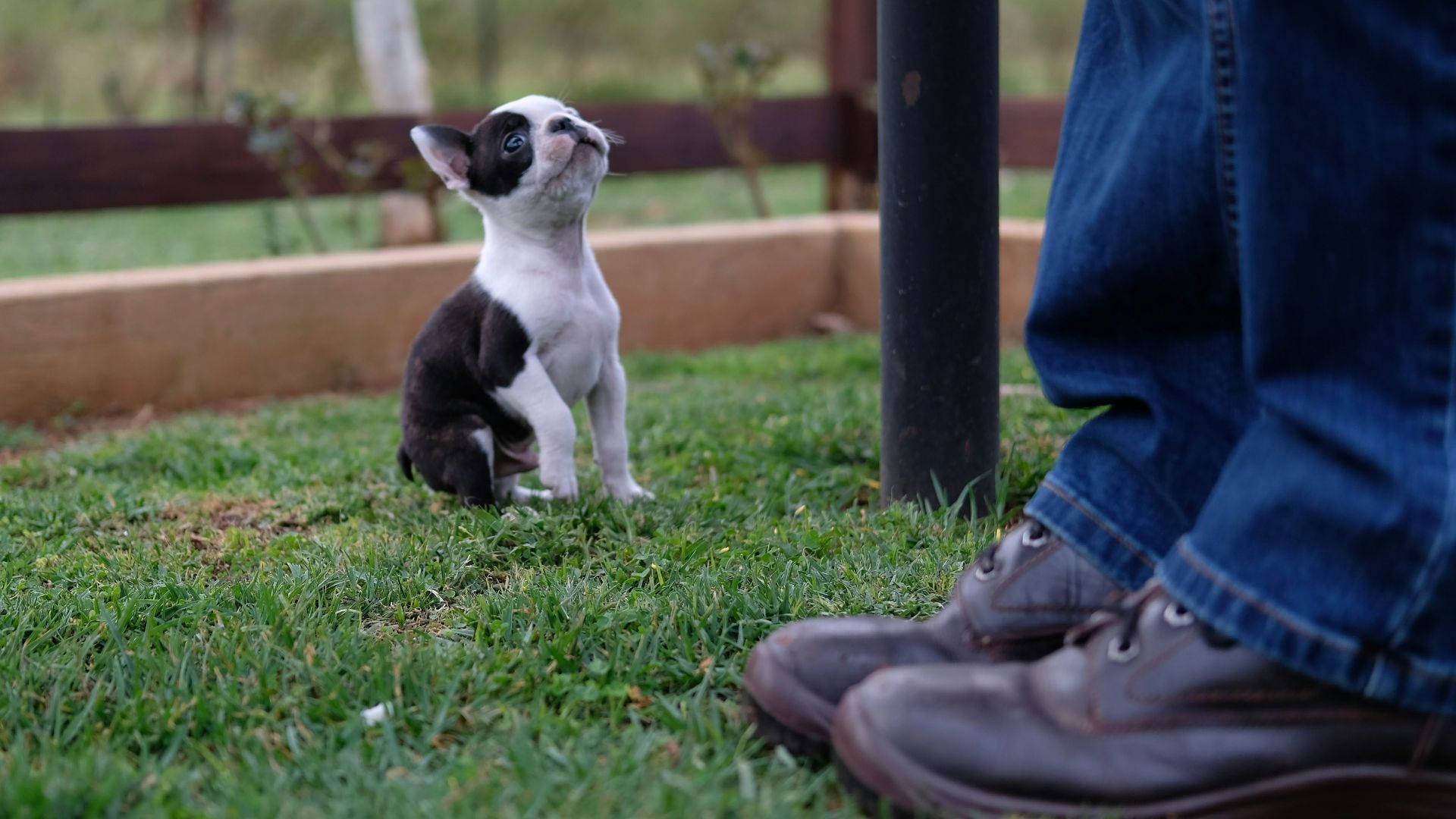 a small dog sitting on top of a lush green field