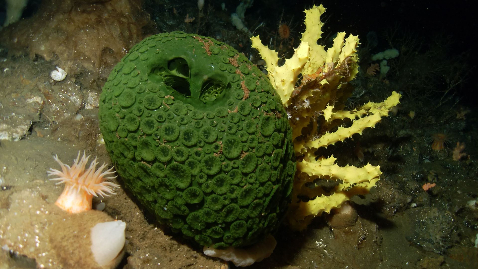 File:Green and yellow sea sponges, Antarctica.JPG