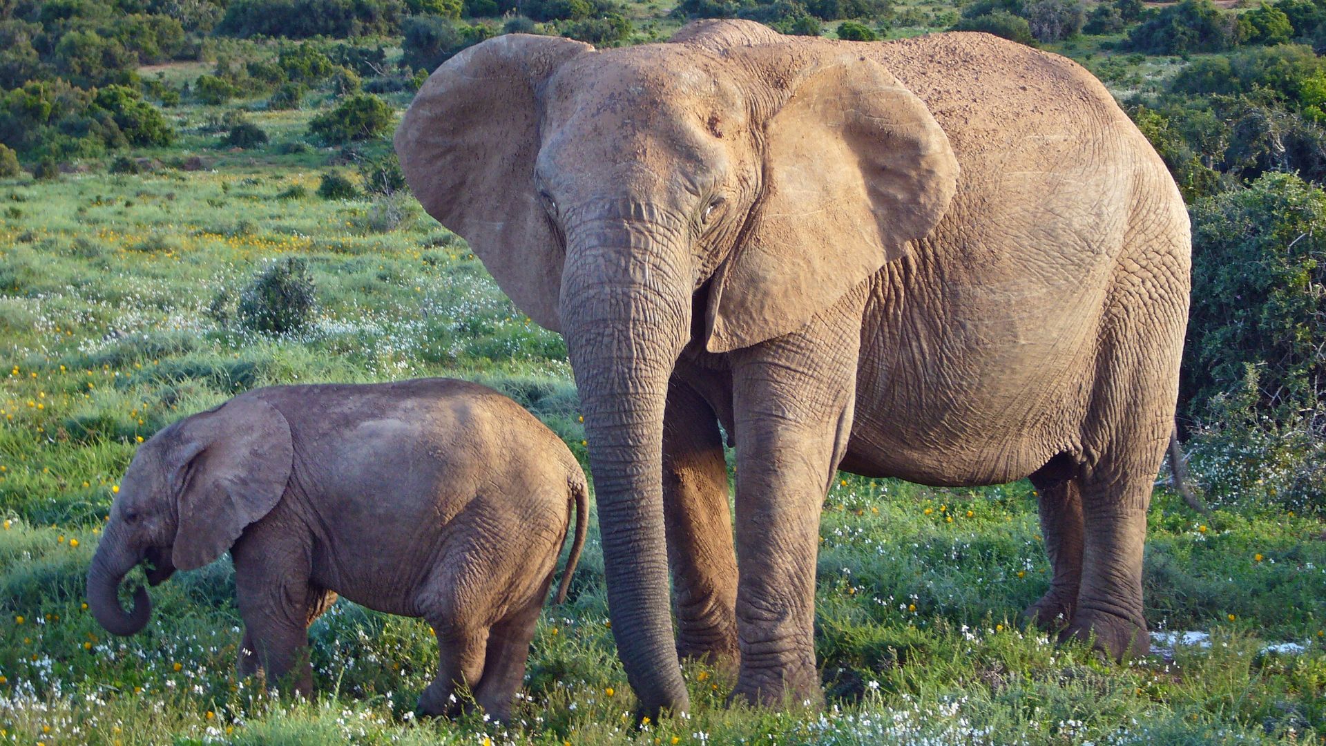 File:African Bush Elephants.jpg