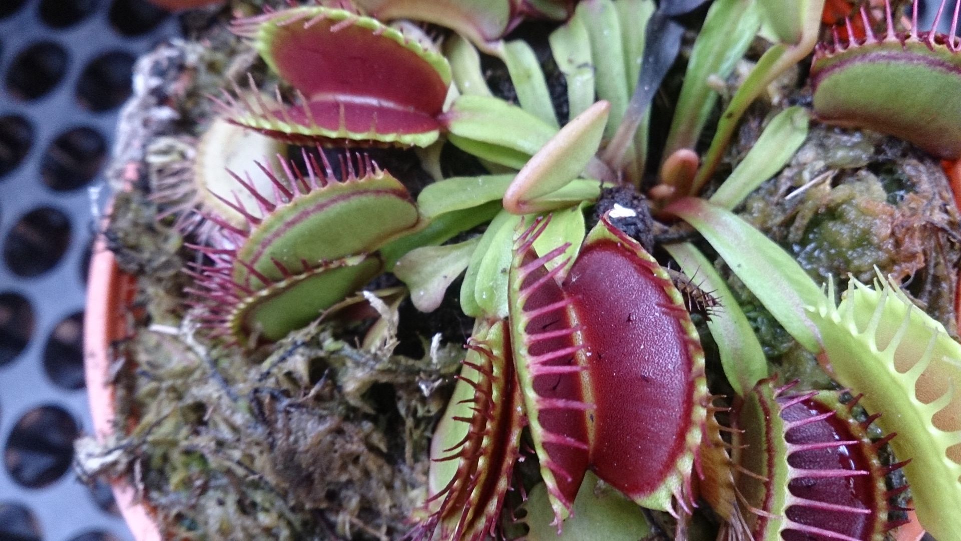File:Venus Fly Trap (Dionaea muscipula) 2.jpg