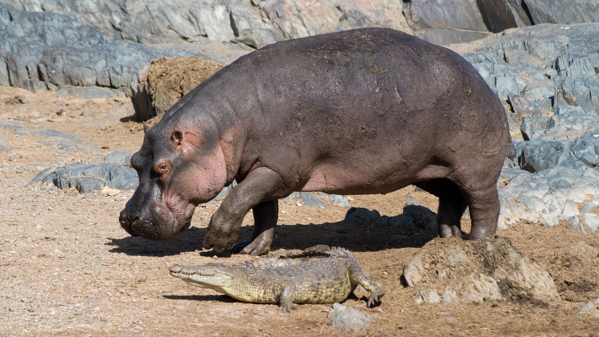 File:Hippo and croco.jpg