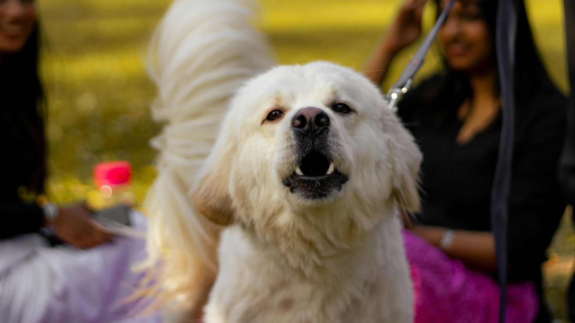 a white dog on a leash being held by a woman