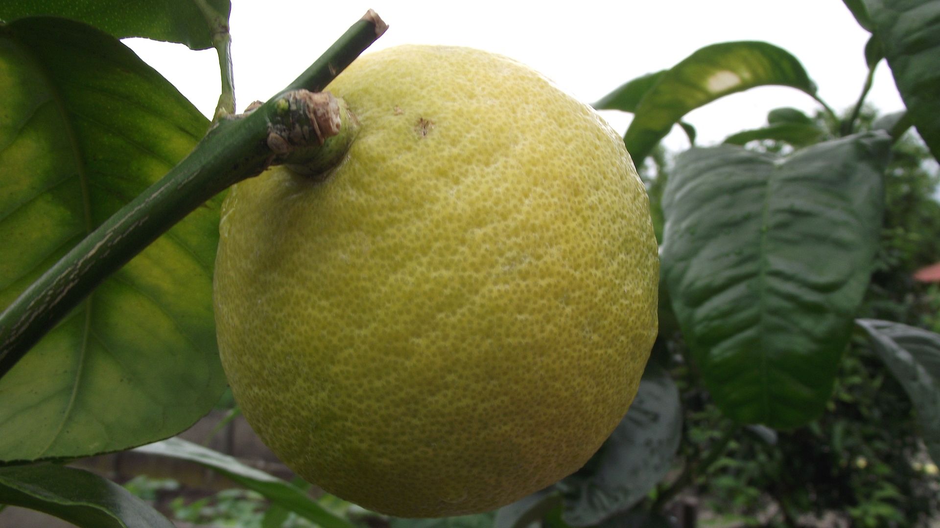 File:Citrus bergamia fructus back.jpg