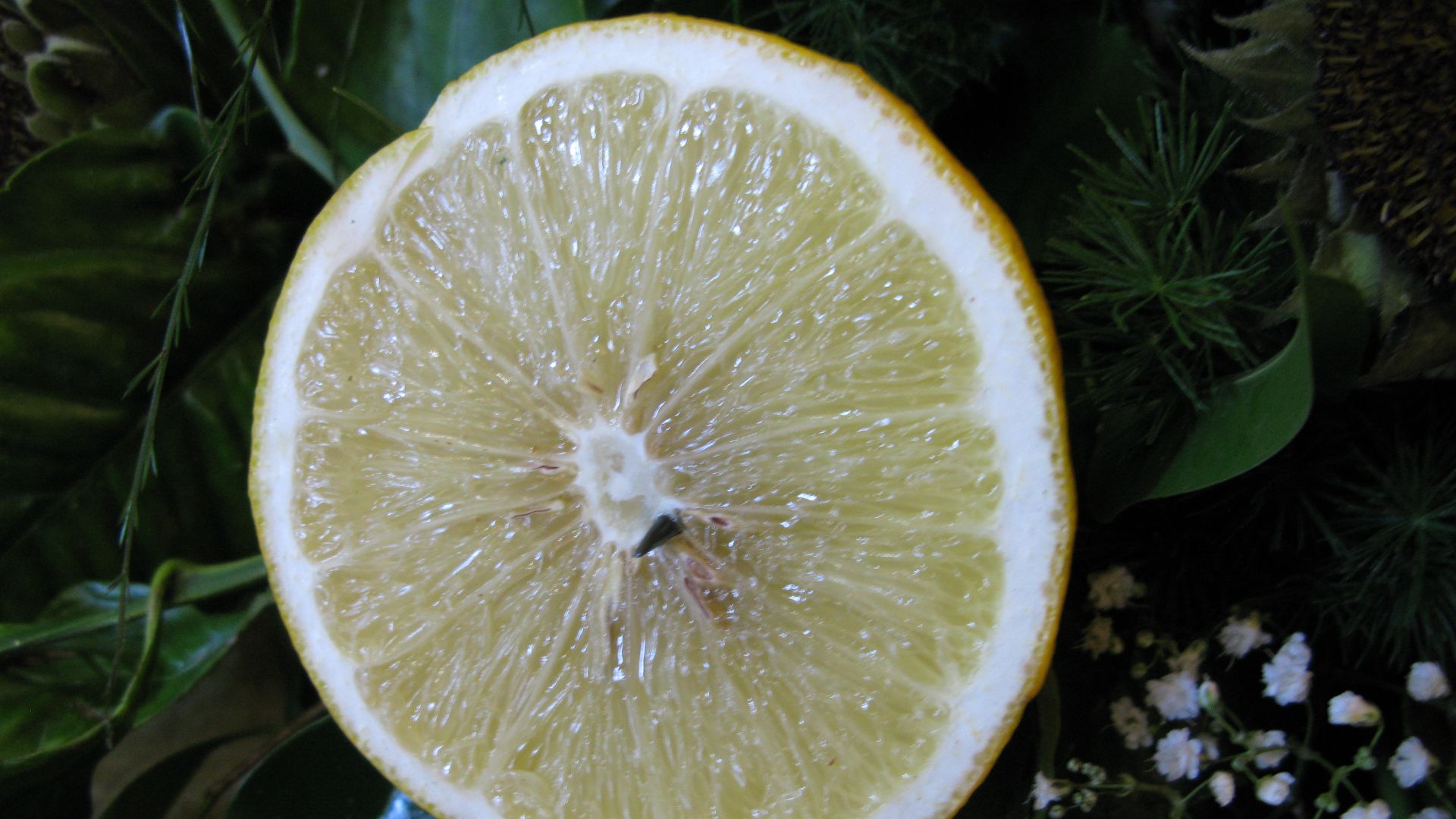 File:Bergamot orange - Cross section.jpg