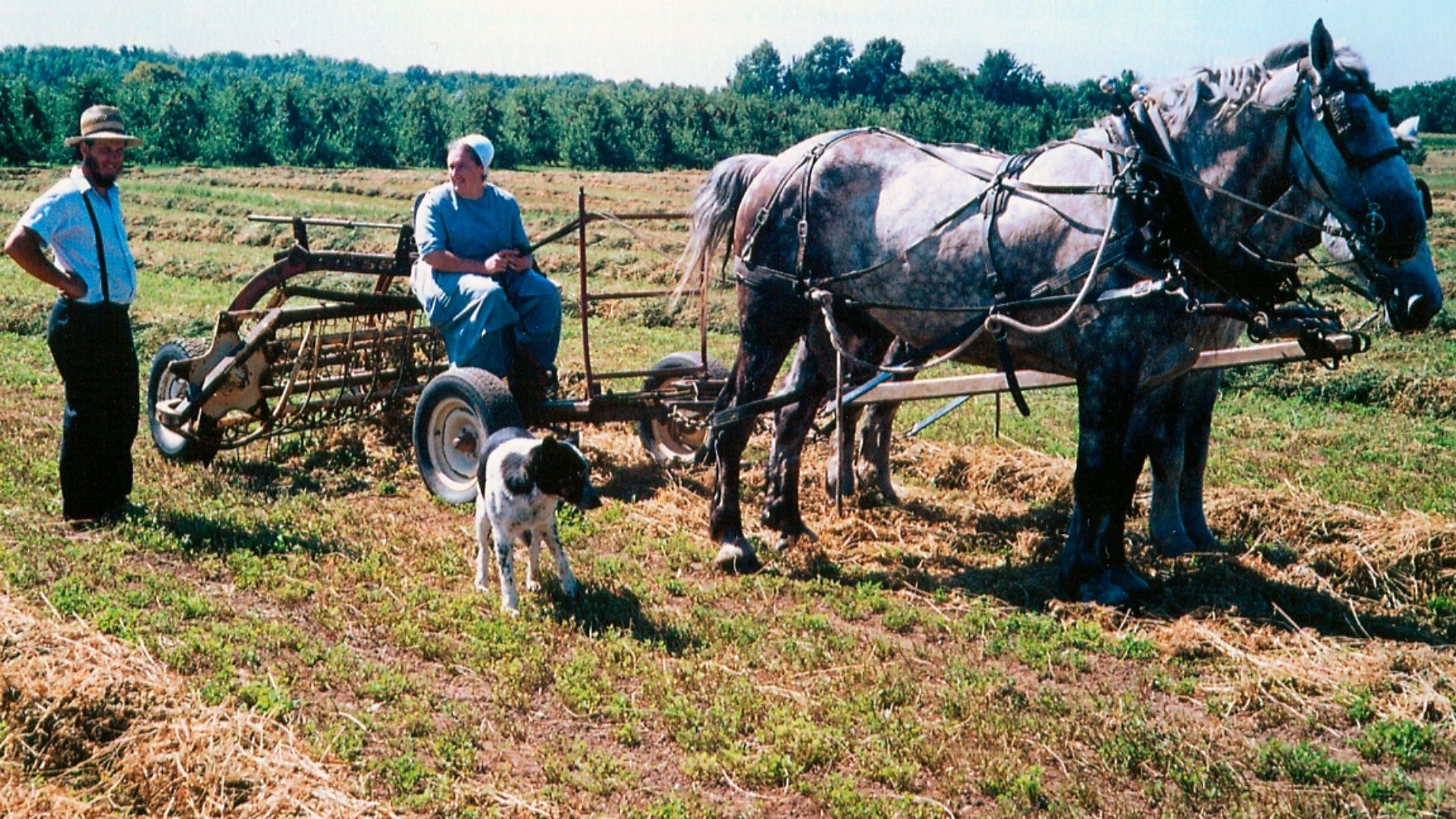 File:Amish family, Lyndenville, New York.jpg