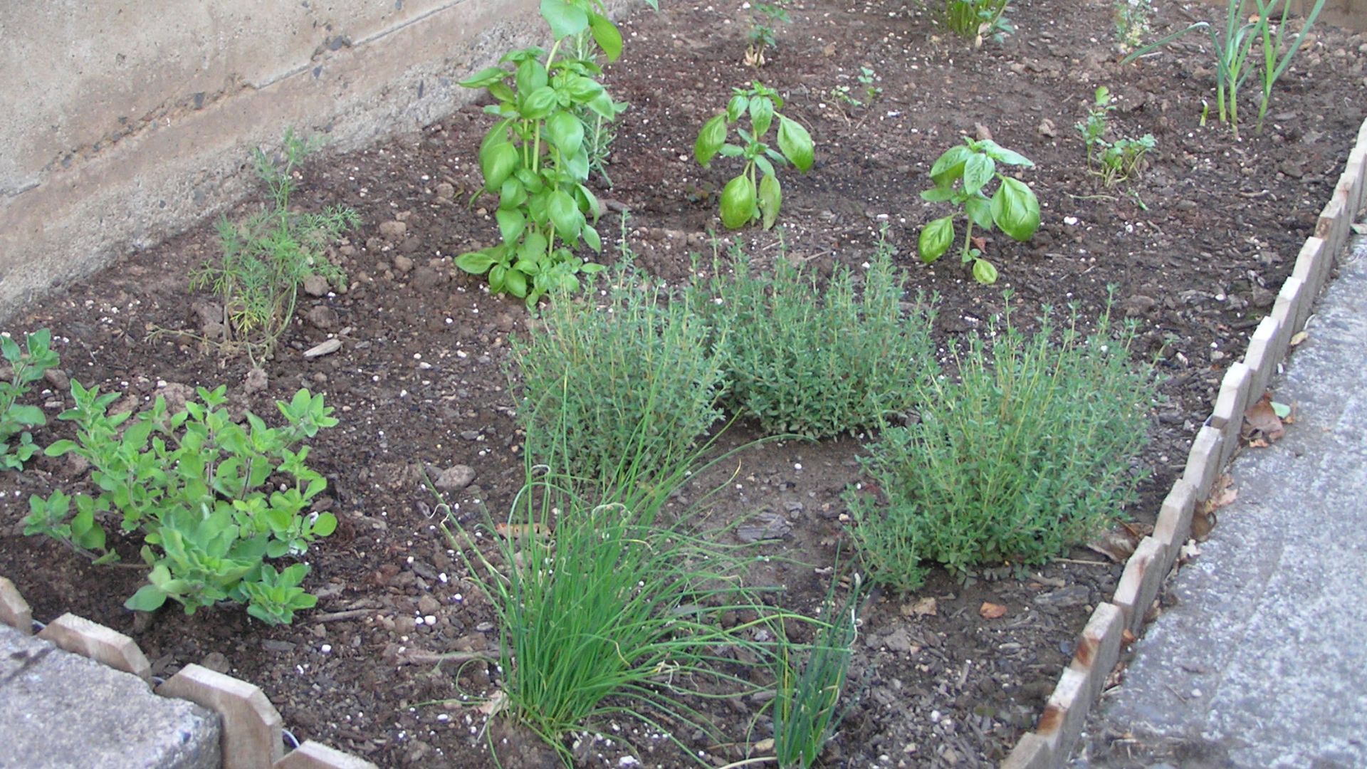 File:Herb Garden (862703822).jpg