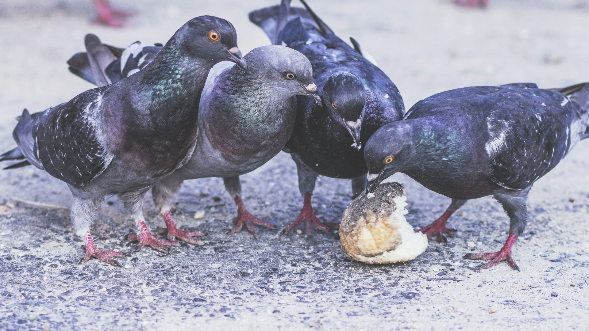 four rock doves on gray floor