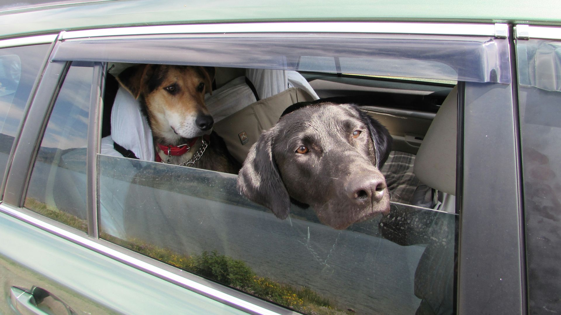 two dogs sitting in a car looking out the window