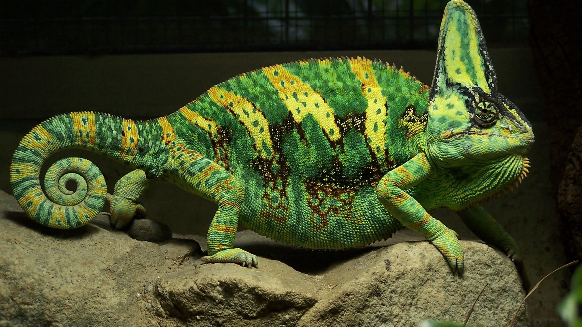 File:Yemen Chameleon.jpg