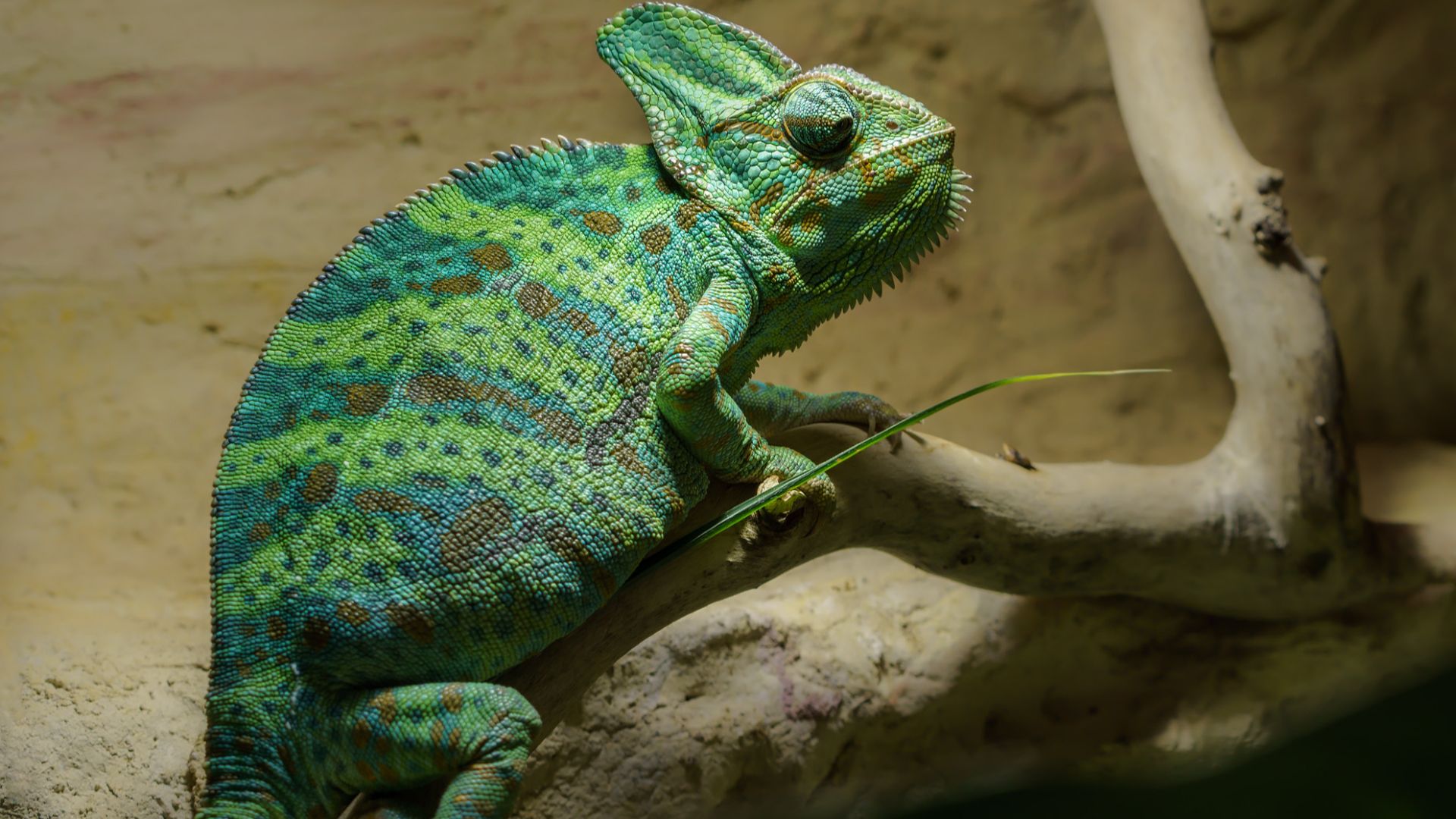 File:Chameleon Chamäleon (139507625).jpeg