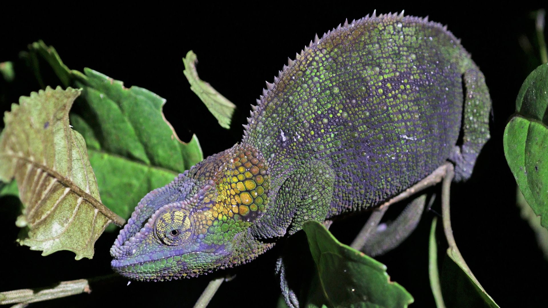 File:Blue-legged chameleon (Calumma crypticum) female 2 Ranomafana.jpg
