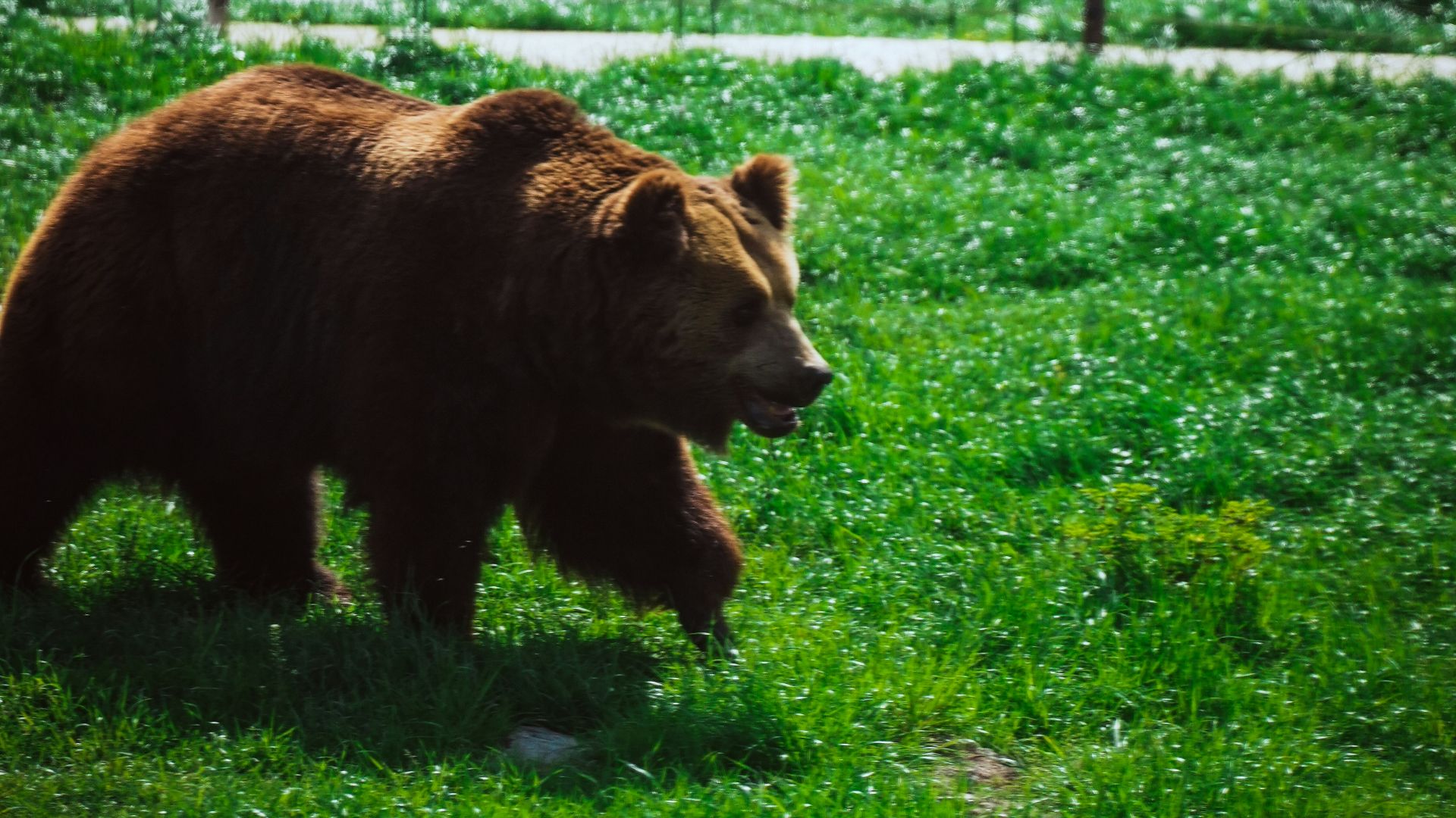 a brown bear walking across a lush green field