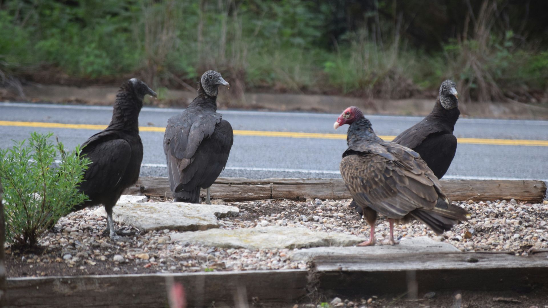 a group of birds standing on the side of a road