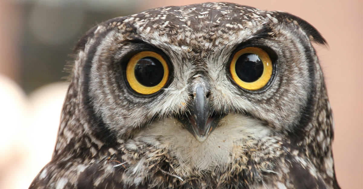 What asks, but never answers?