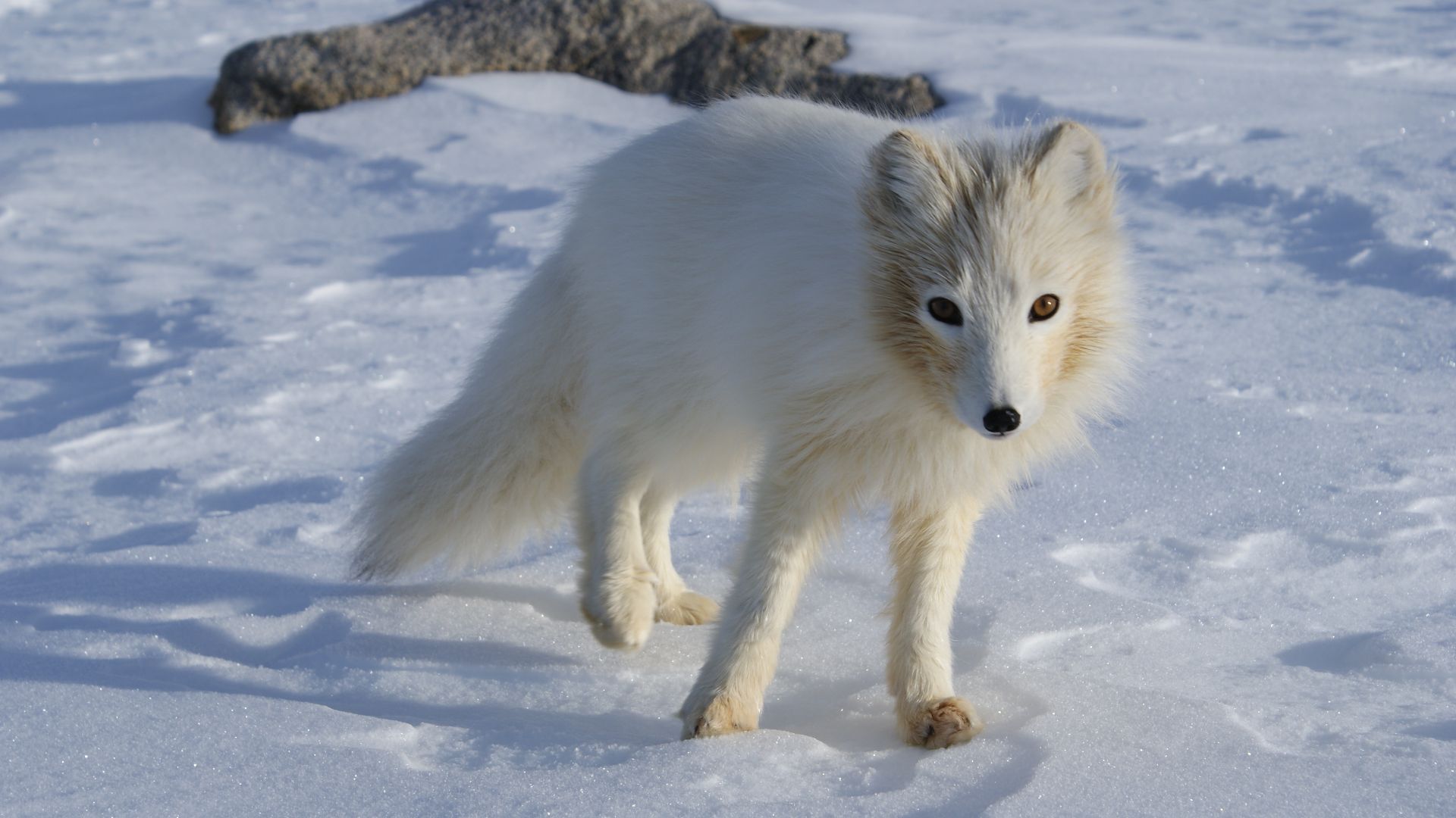 File:Terianniaq-Qaqortaq-arctic-fox.jpg