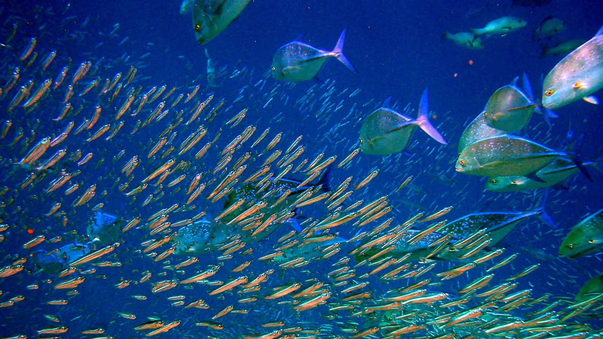 File:Moofushi Kandu fish.jpg