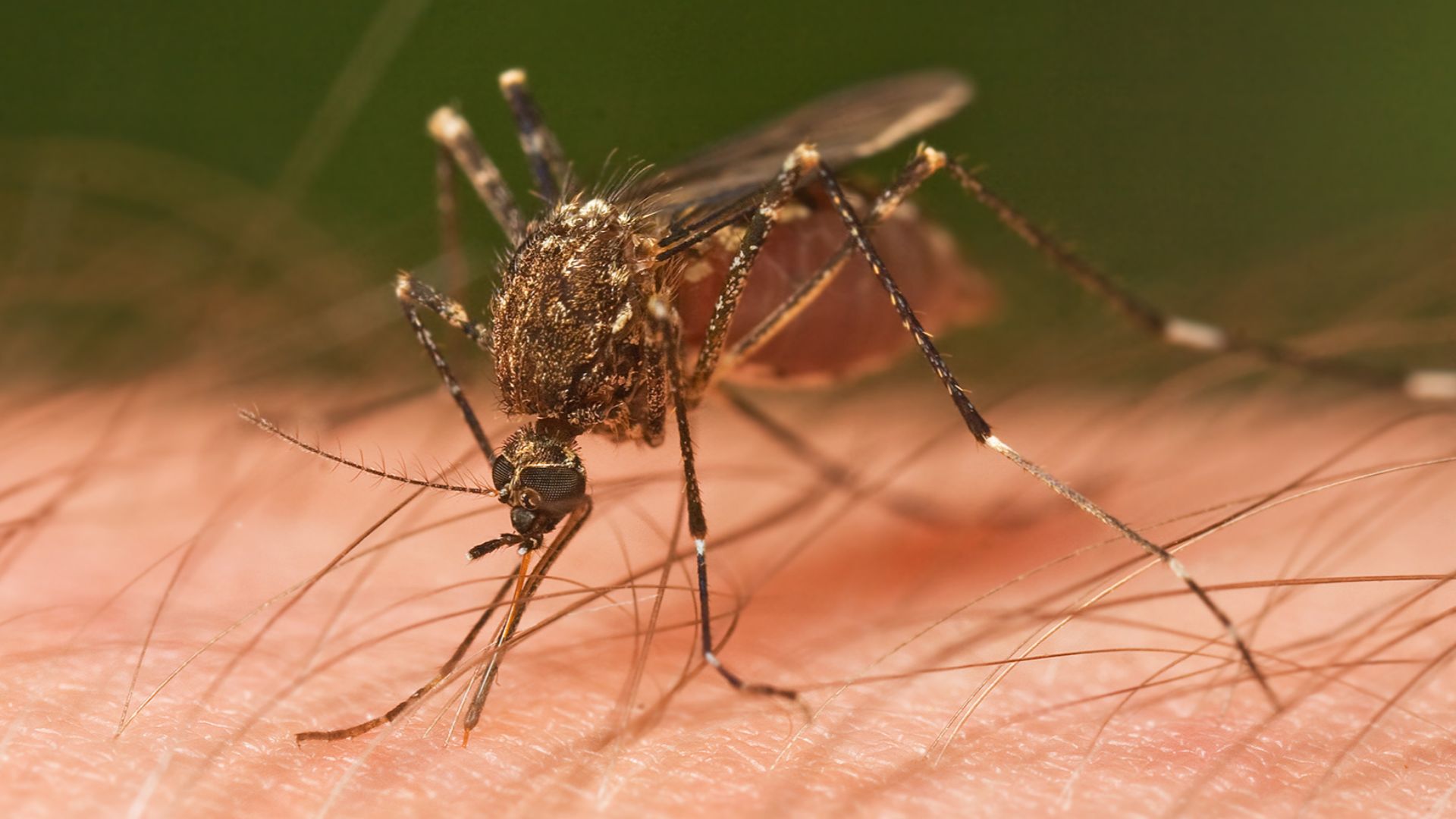 File:Mosquito Tasmania crop.jpg