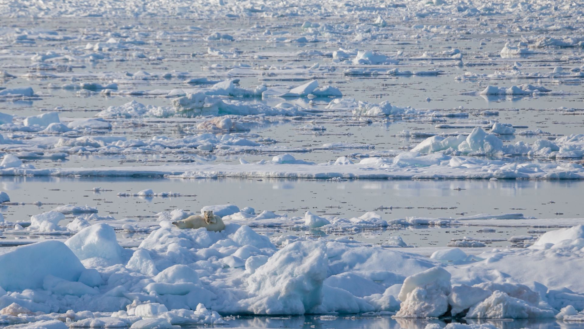 File:Arctic ocean drift ice, the realm of the polar bear.jpg