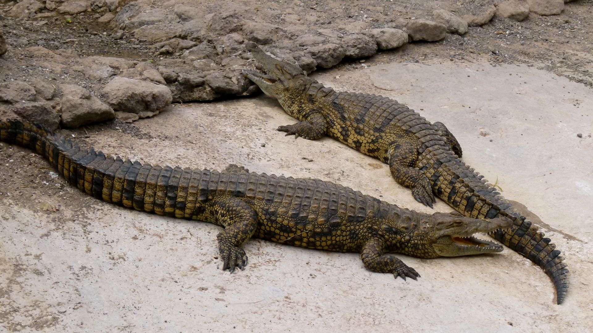 File:Crocodylus - Crocodiles - Krokodile - 05.jpg