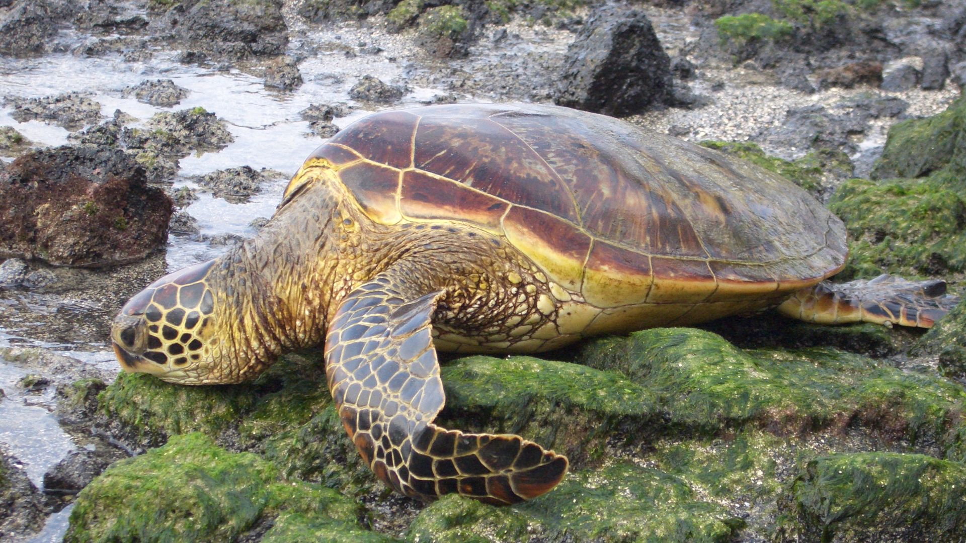 File:Green Sea Turtle Dec 05.JPG
