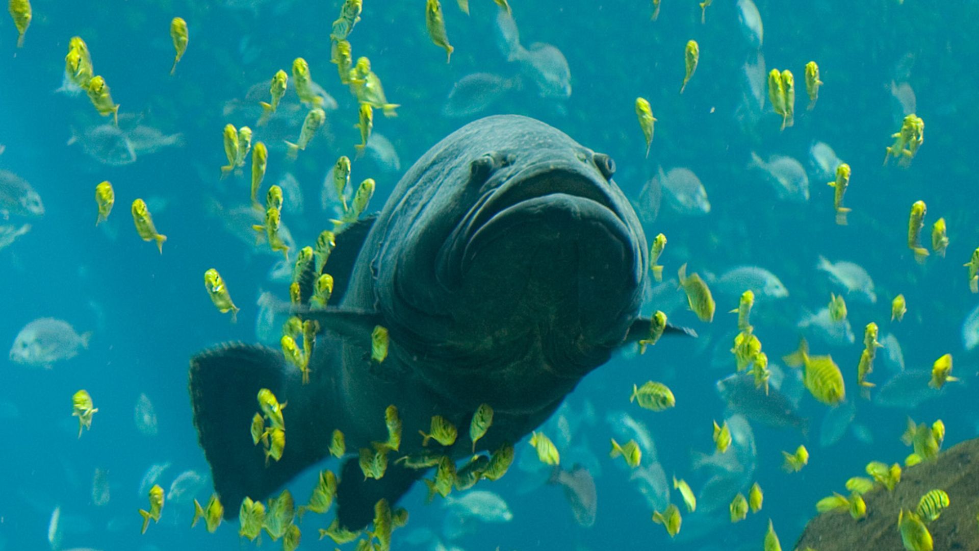 File:Georgia Aquarium - Giant Grouper.jpg