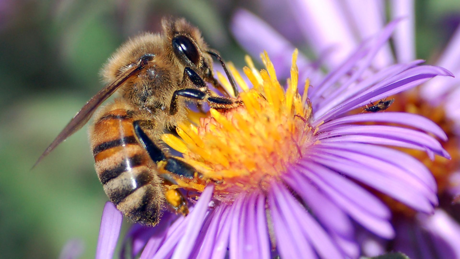 File:European honey bee extracts nectar.jpg