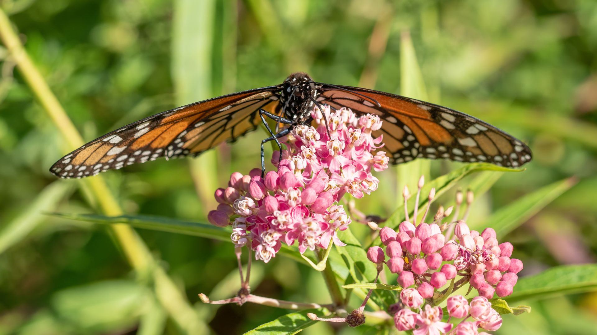 File:Monarch butterfly (00856).jpg