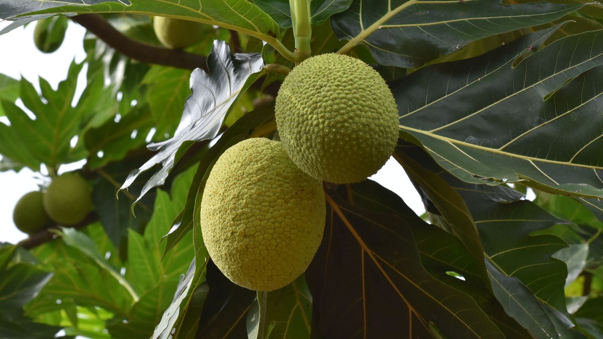 File:Breadfruit 4.jpg