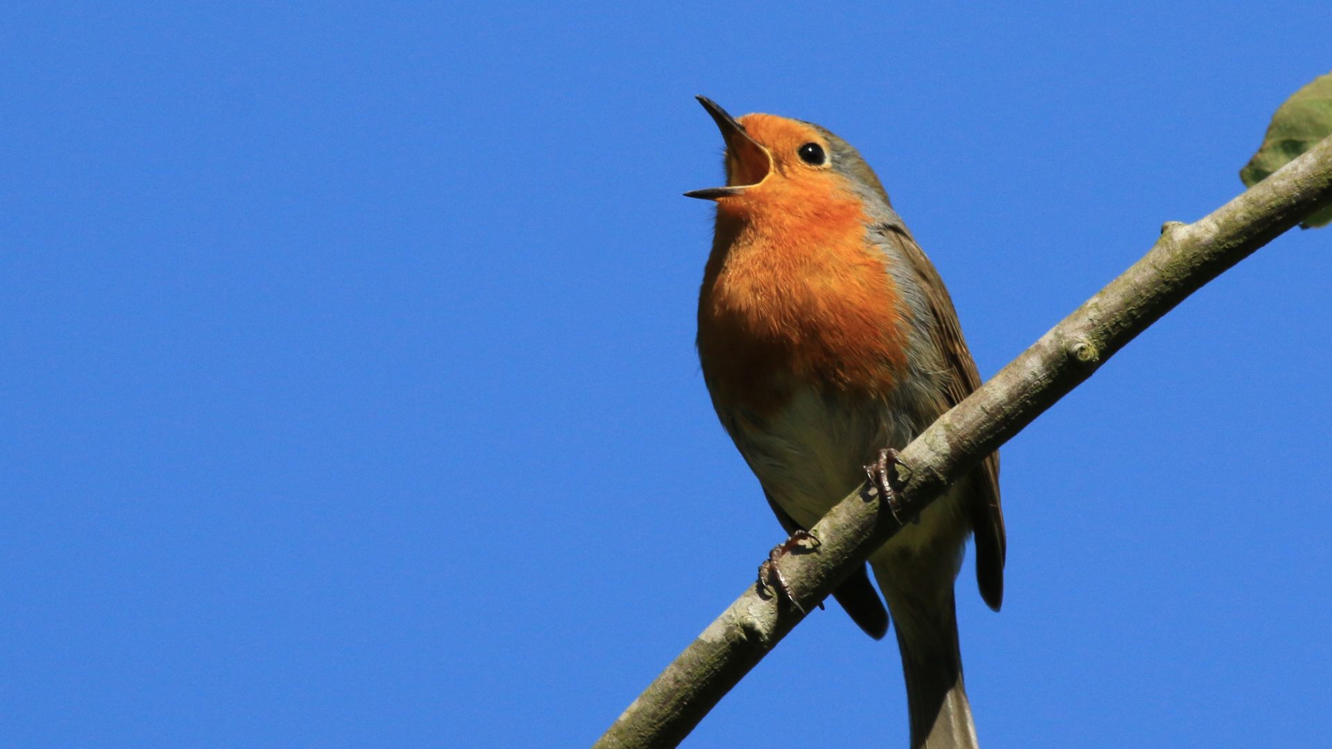 File:European Robin (erithacus rubecula) singing.jpg