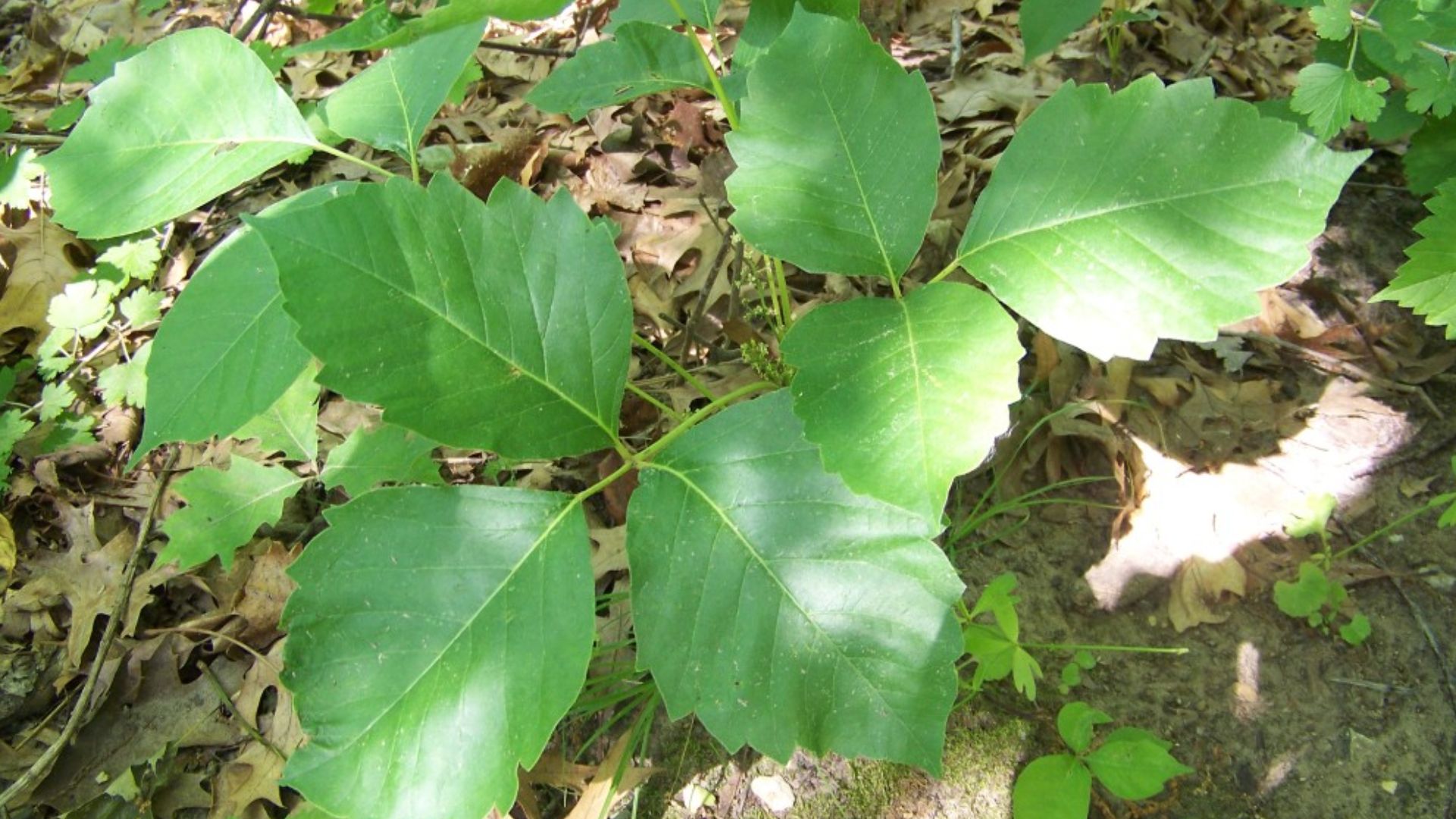 File:Poison Ivy in Perrot State Park.jpg