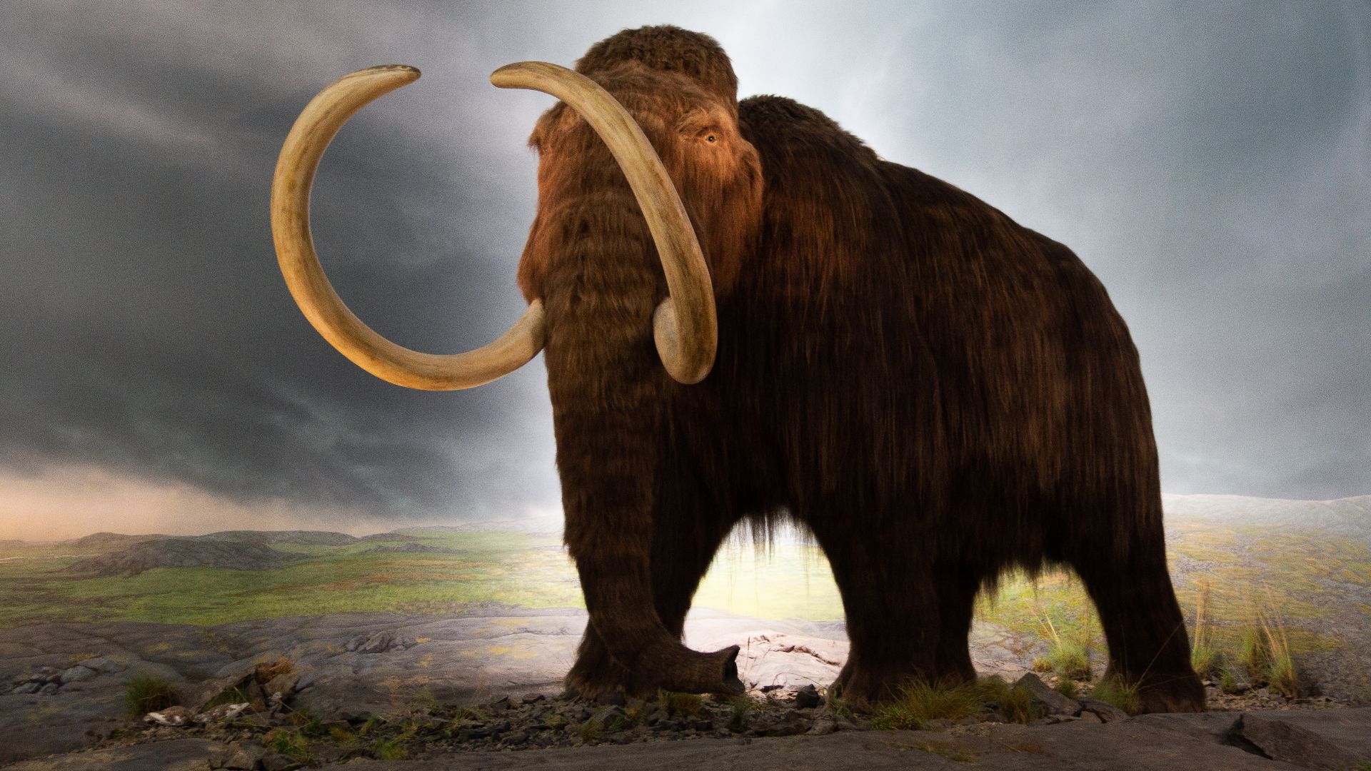 File:Woolly mammoth model Royal BC Museum in Victoria.jpg