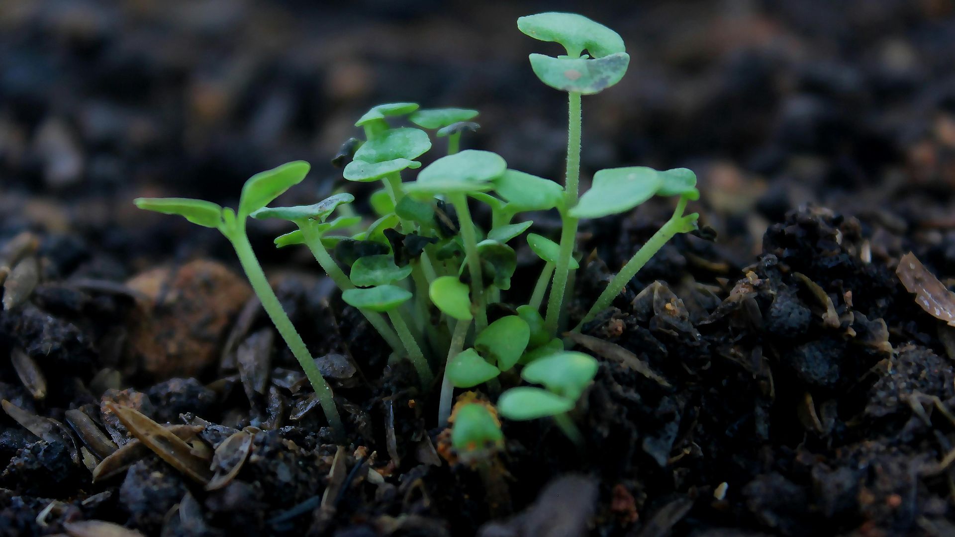 Crusenho Agus Hennihuno