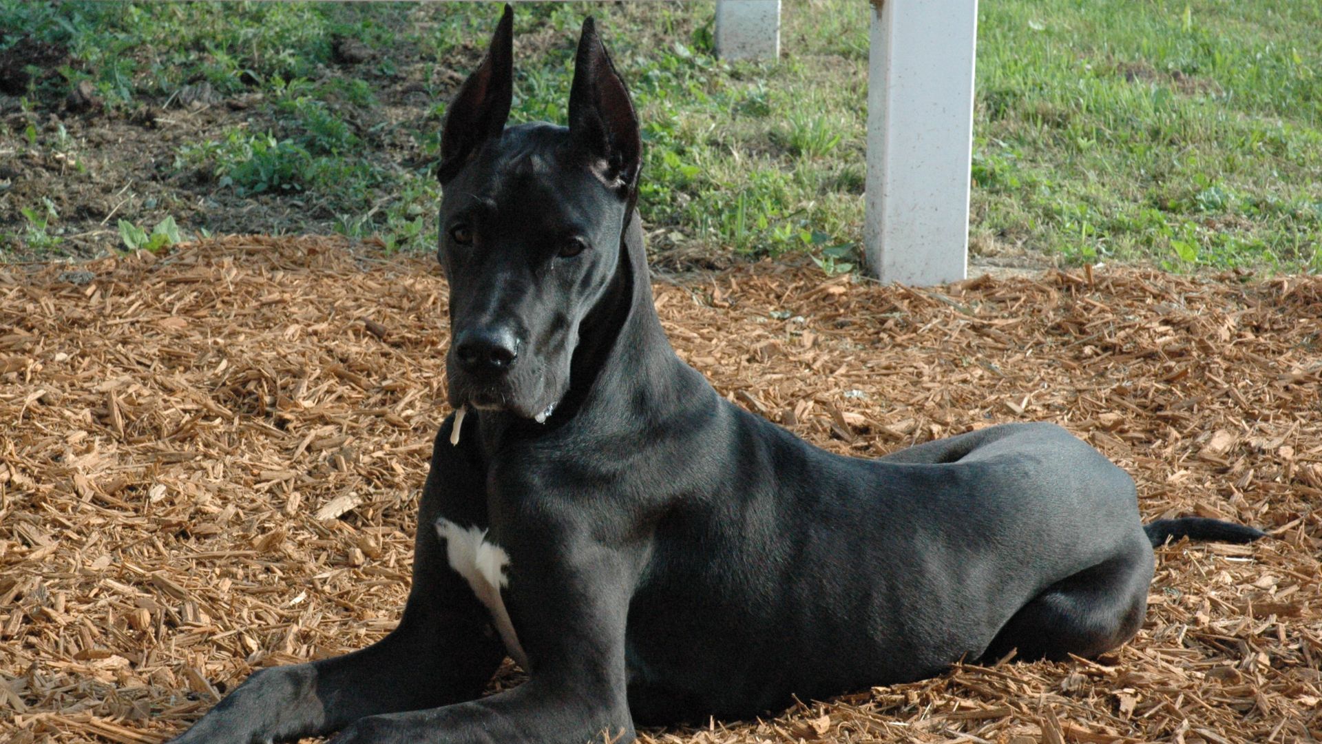 File:Great Dane black laying.jpg