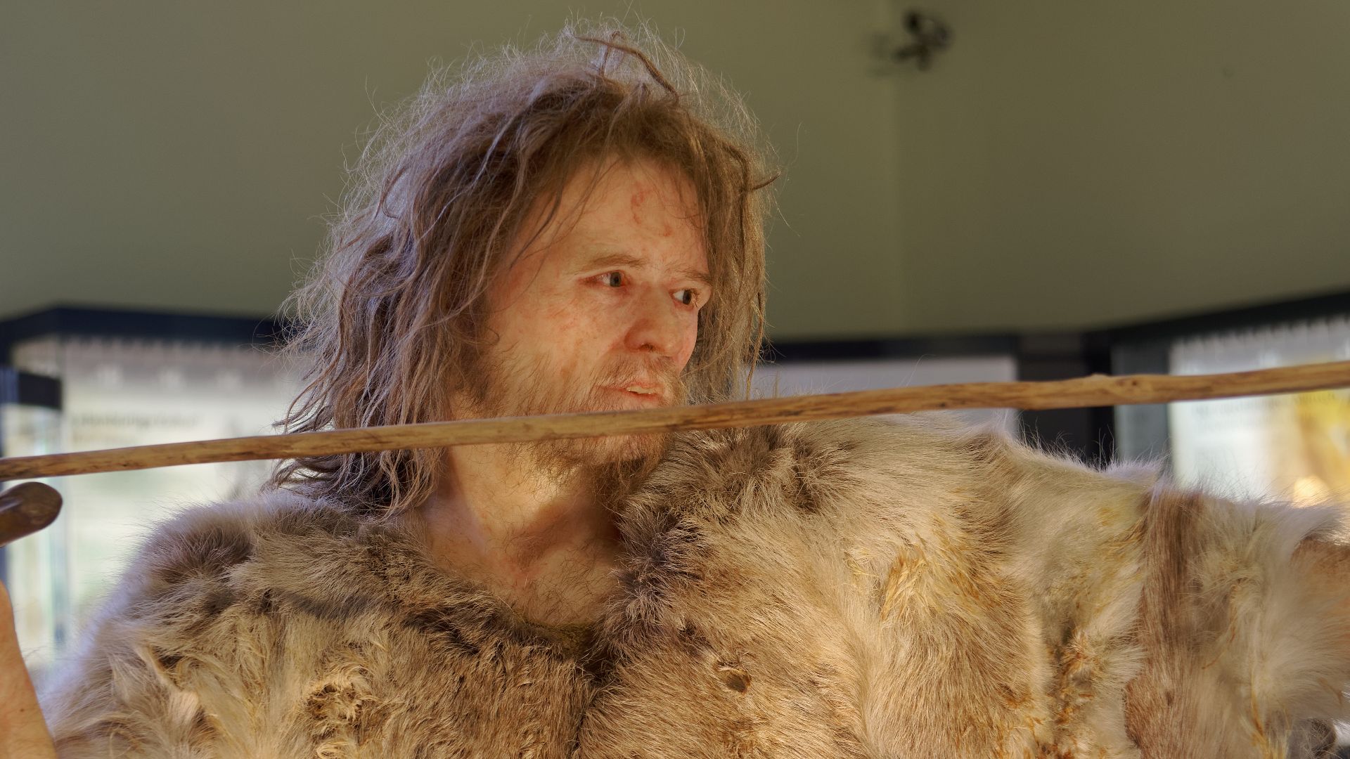 File:Homo Sapiens Cro-Magnon The Natural History Museum Vienna, 20210730 1223 1268.jpg