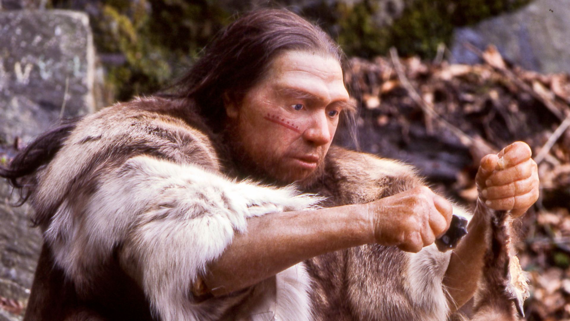 File:Homo sapiens neanderthalensis-Jäger.jpg