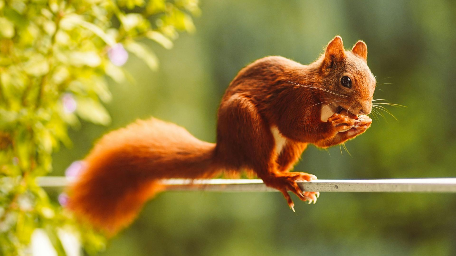 Julian Freudenhammer