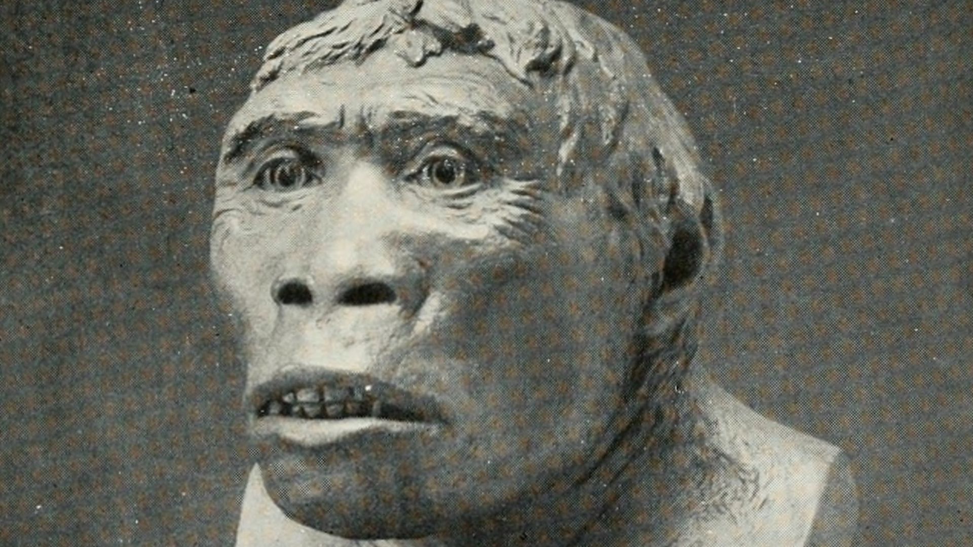 File:The American Museum journal (c1900-(1918)) (17537510424).jpg