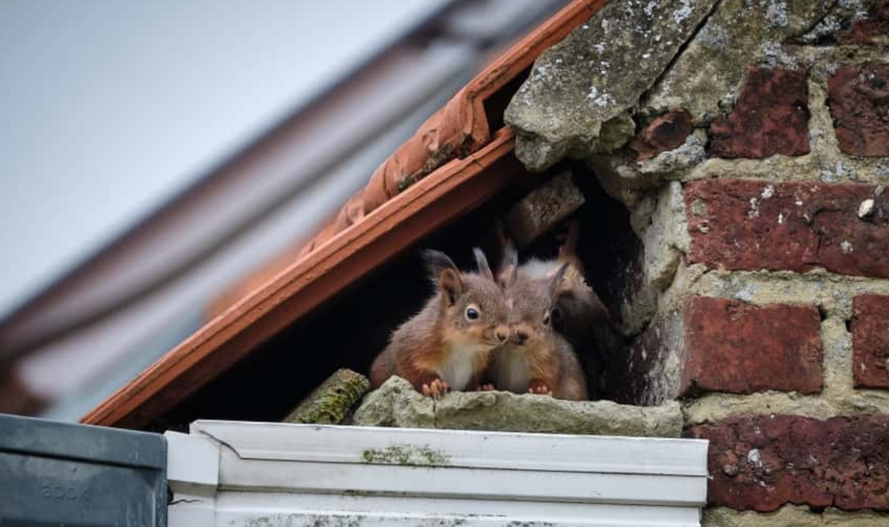 A Family Of Curious Squirrels, Shutterstock, 1364037881