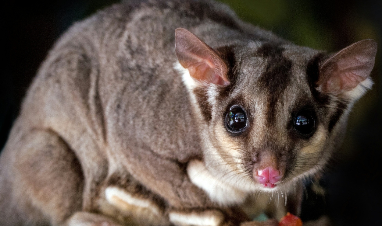 Sugar Glider Close-Up Photo