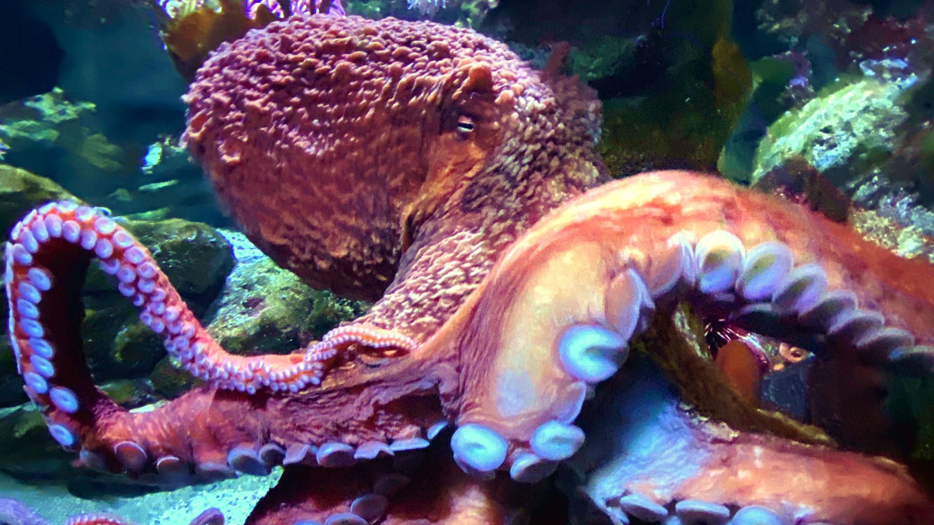File:Octopus in the New England Aquarium.jpg