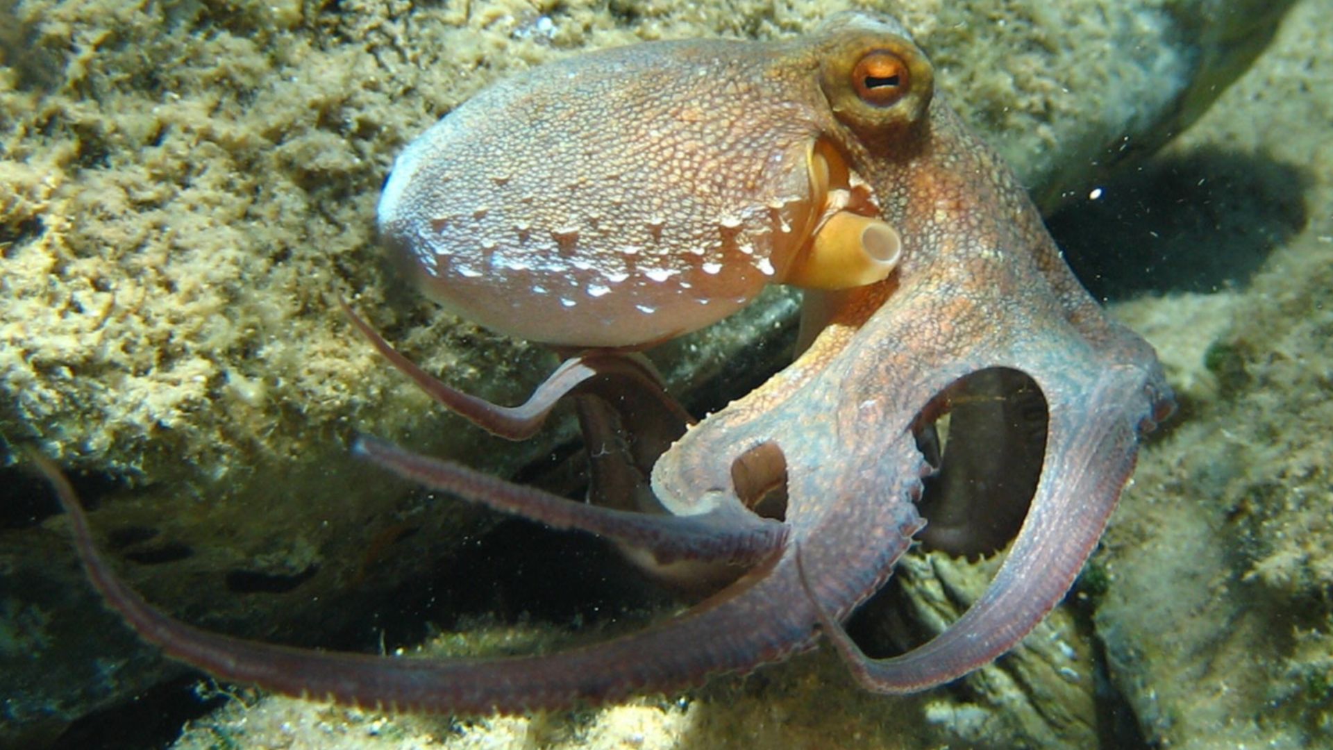File:Octopus vulgaris2.jpg