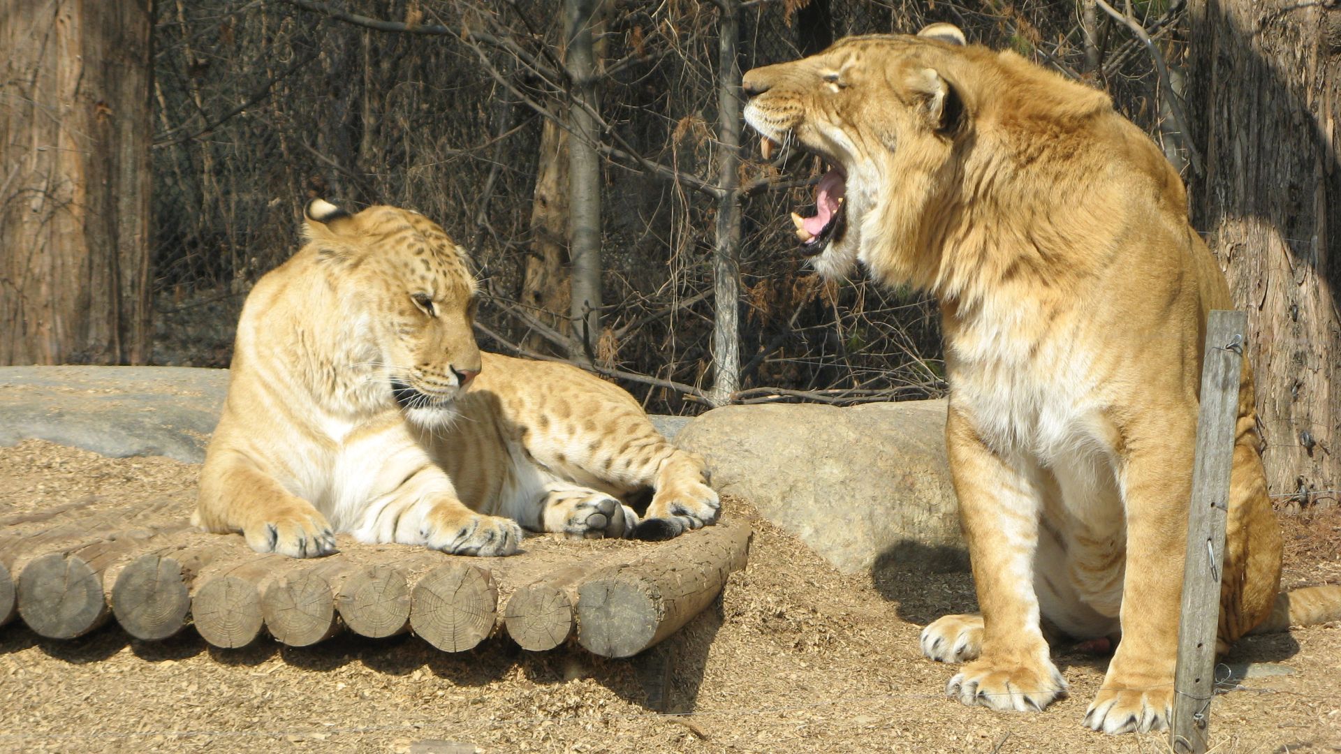 File:Liger couple.jpg