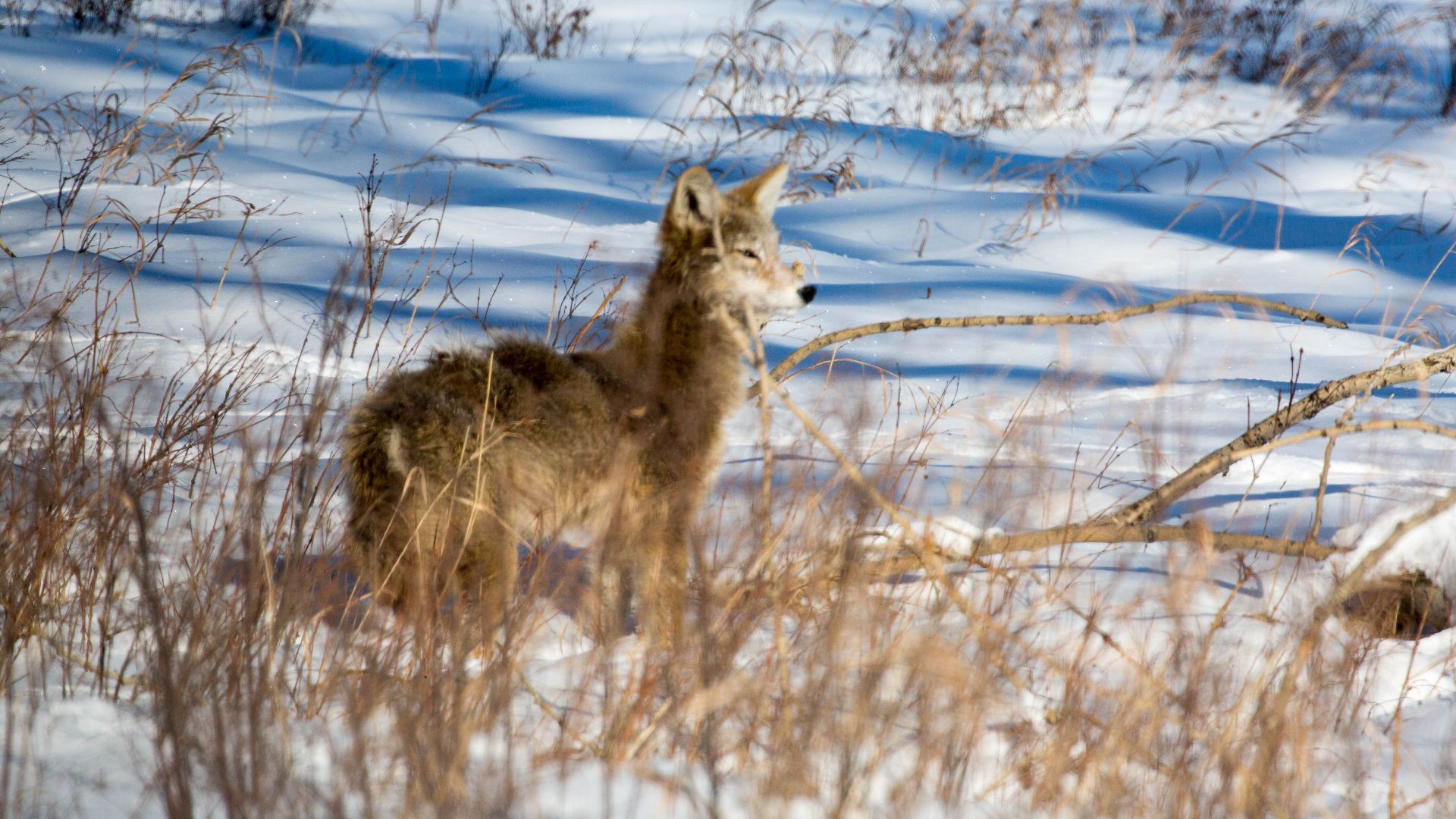 File:Canis latrans IMG 7068-214 (31980800873).jpg