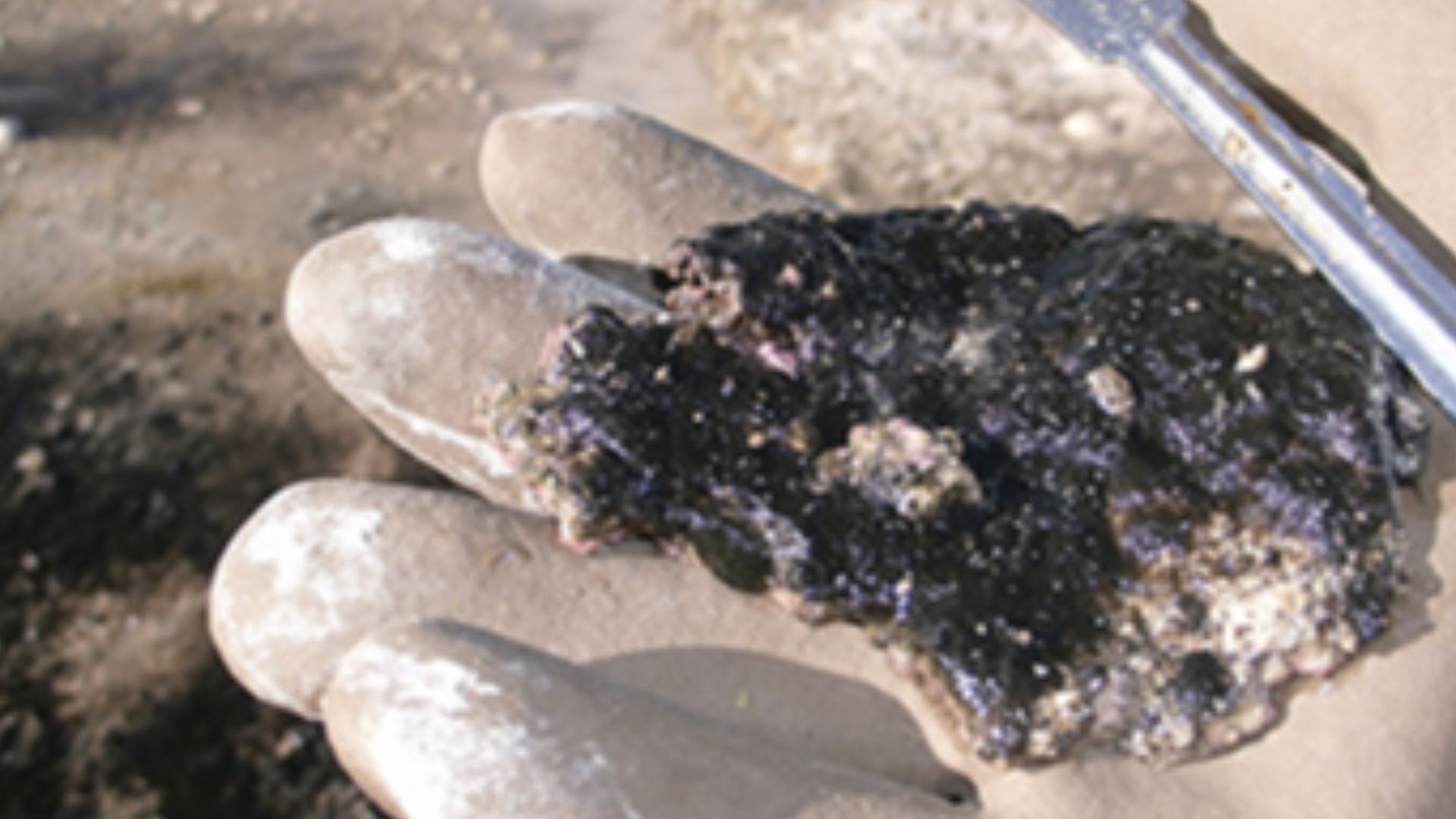 File:Microbial mats, Laguna Negra.jpg