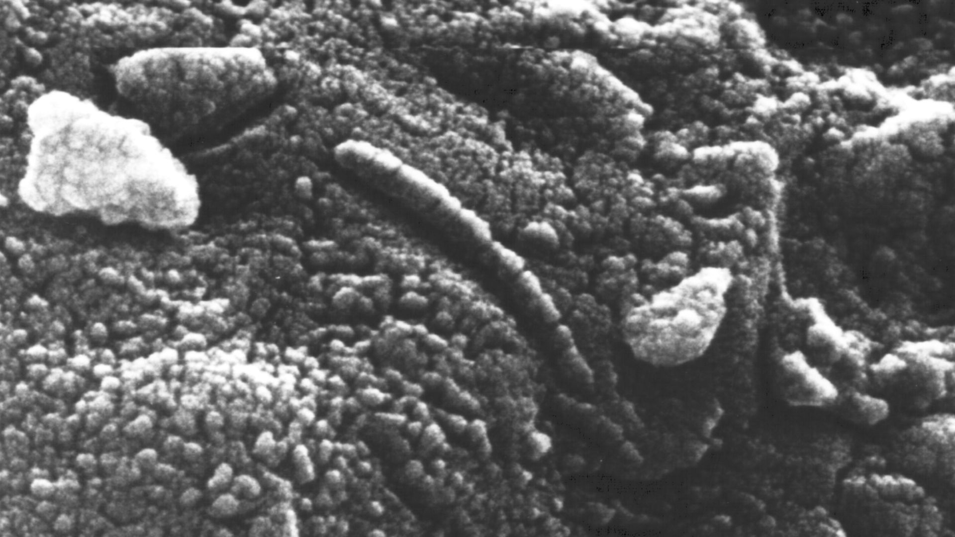 File:ALH84001 structures.jpg