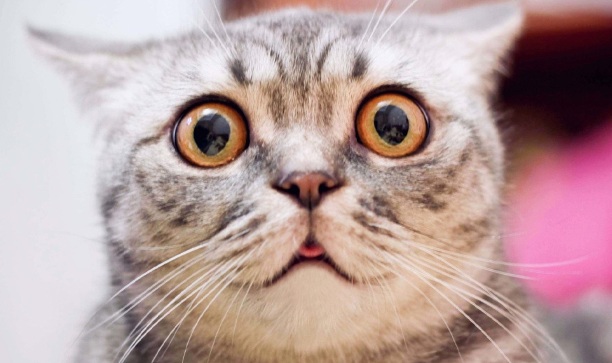 Young Crazy Surprised Cat, Shutterstock, 2147678301 (2)